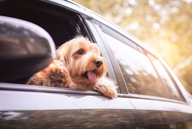Dog-Proofing your Lincoln - Rogers Lincoln Blog